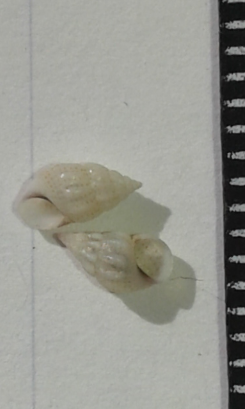 Rissoidae : Rissoa sp.?